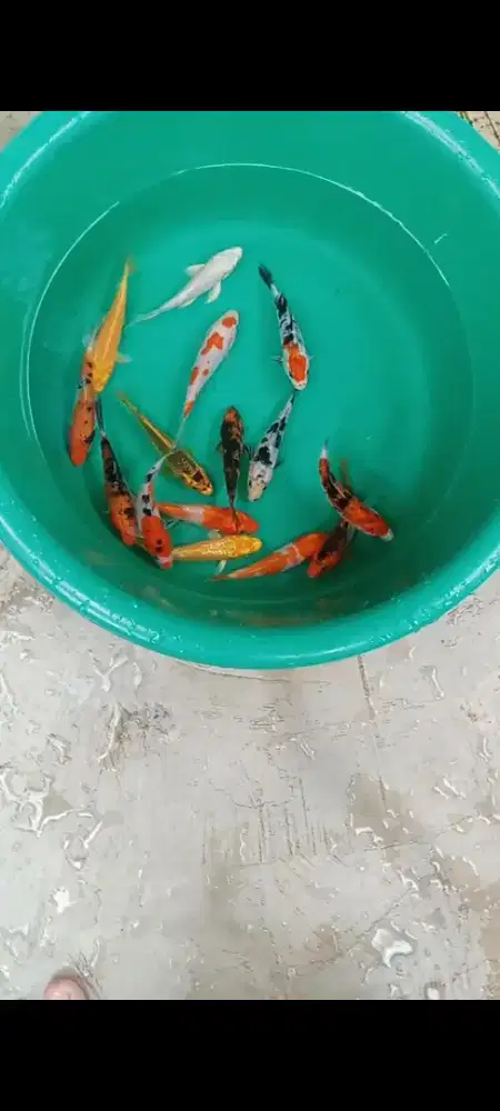Koi mix 12 cm josss
