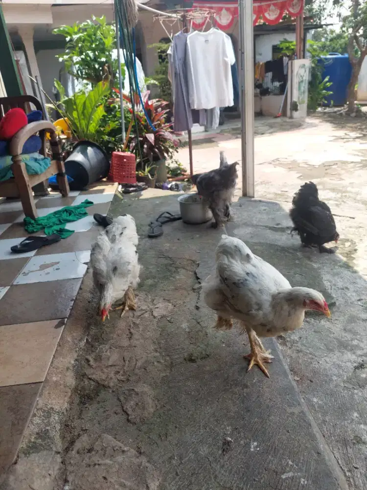 Ayam brahma 4 bulan