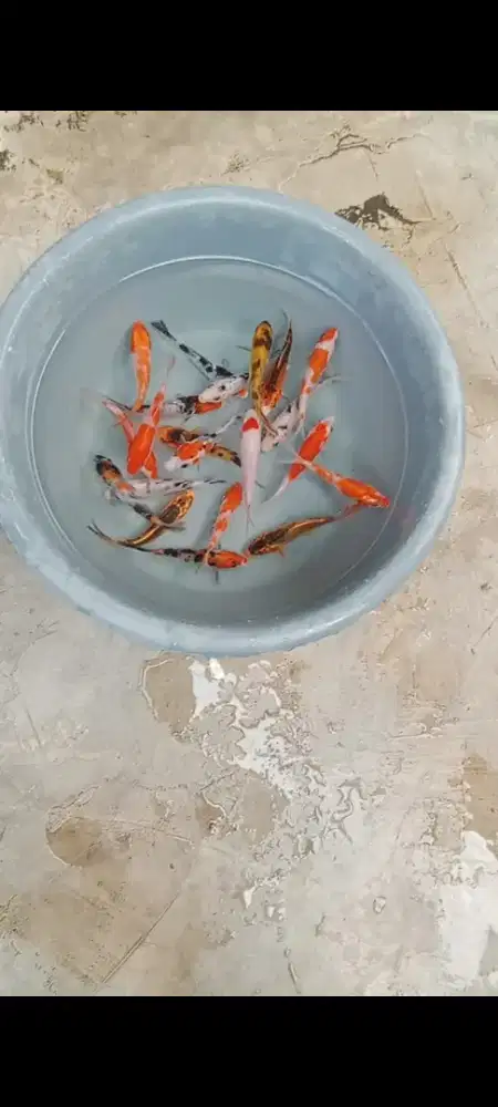 Koi mix 20 ekor