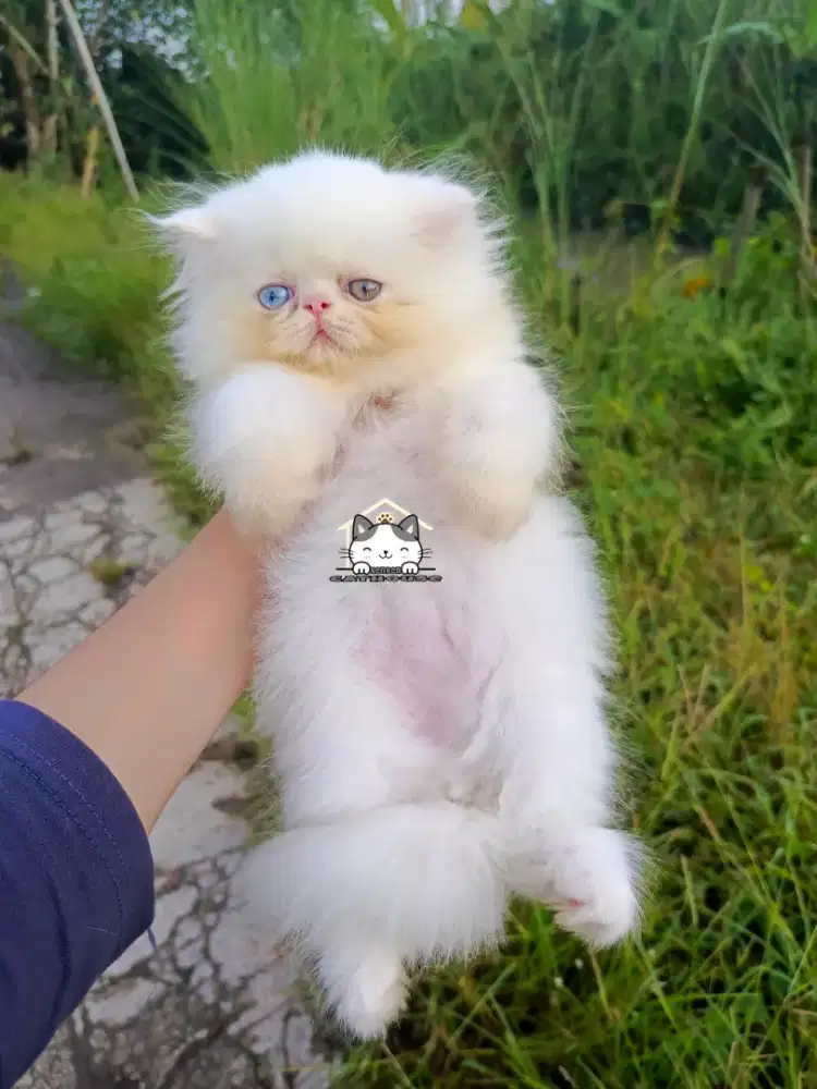 Kucing kitten peaknose odd eye