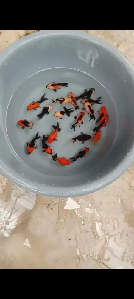 Koki Panda/Gen tricolor