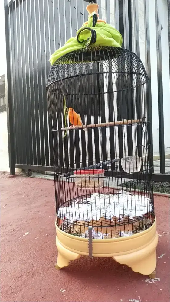 Kenari Merlok Gacor ngerek