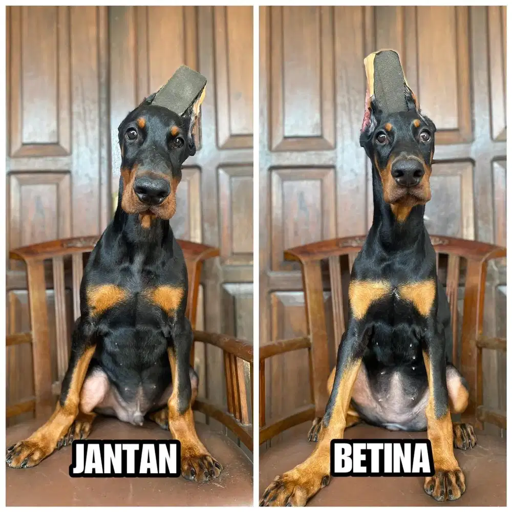 Doberman Super Quality