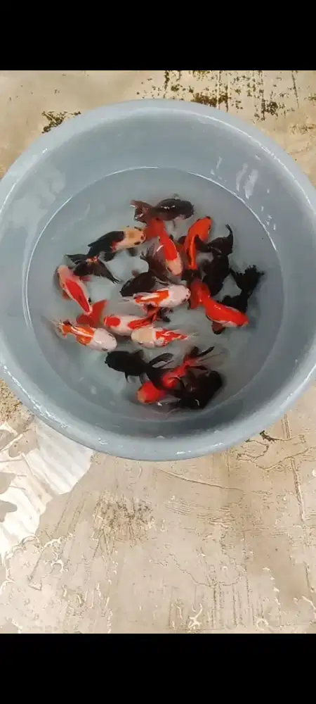 Koki Panda, trico & Rw