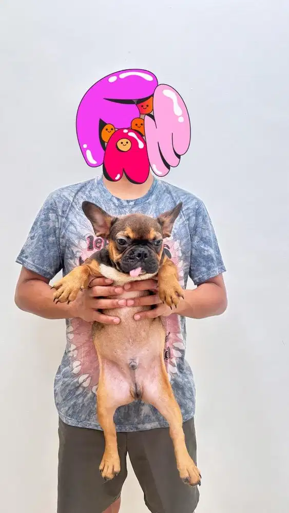 French Bulldog Puppy