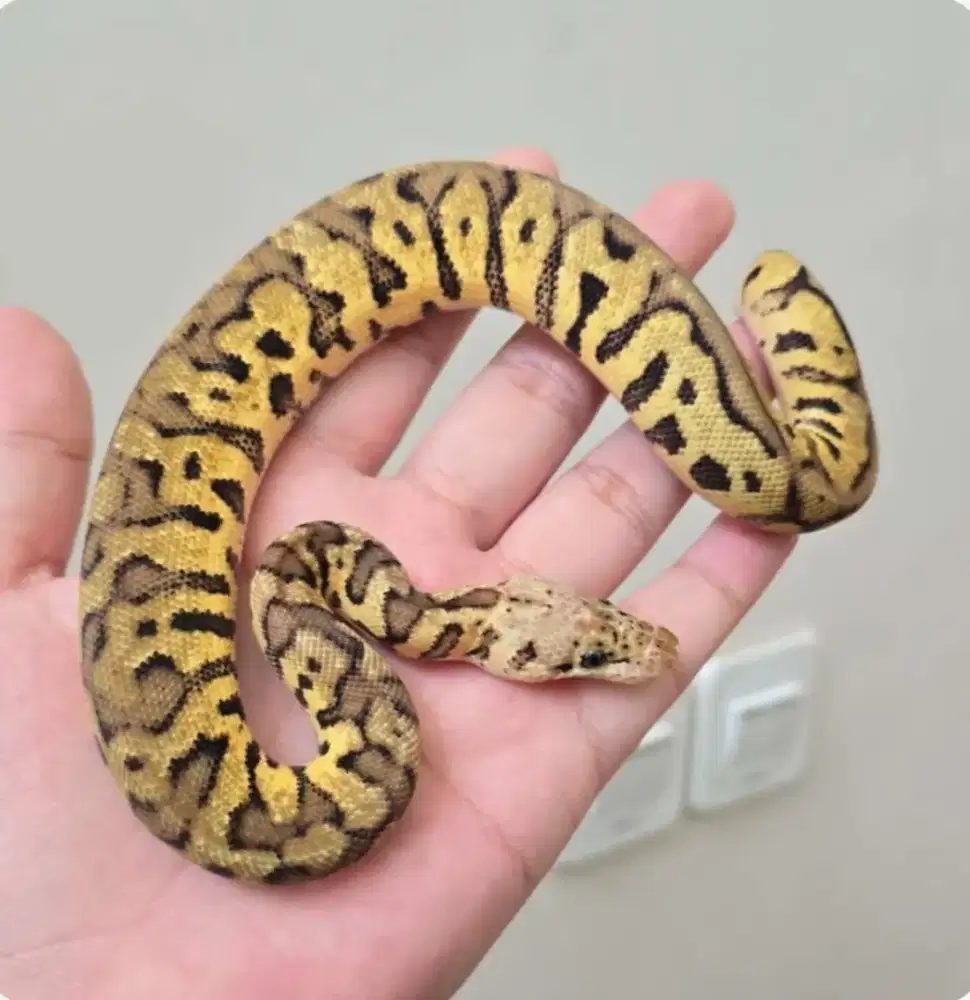 ballpython spotnose pastel clown female
