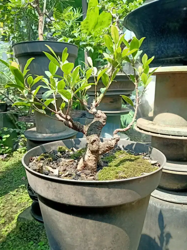 Bonsai kimeng mame bogel