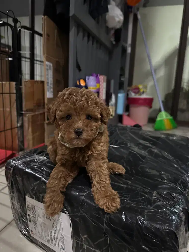Tiny toy poodle red