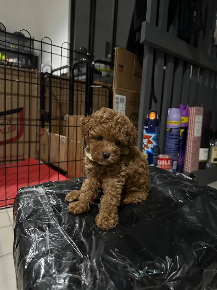 Tiny toy poodle red