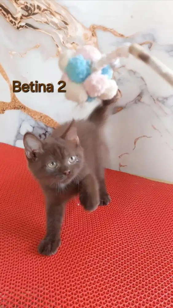 British short hair cinamon