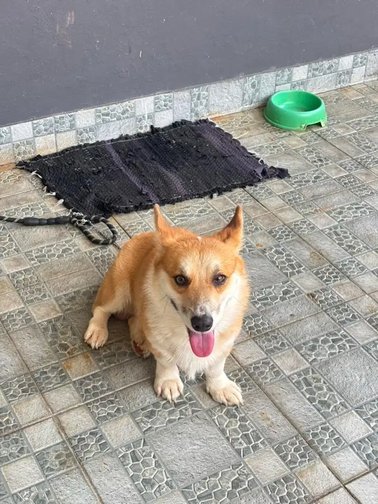 Corgy stambum perkin