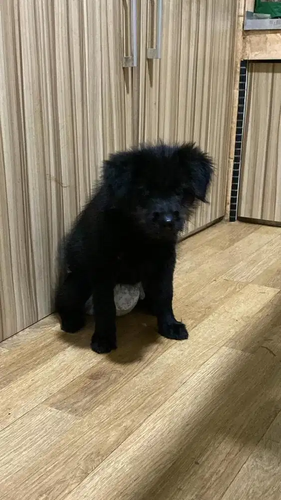 Lowongan Kerja Doggysitter