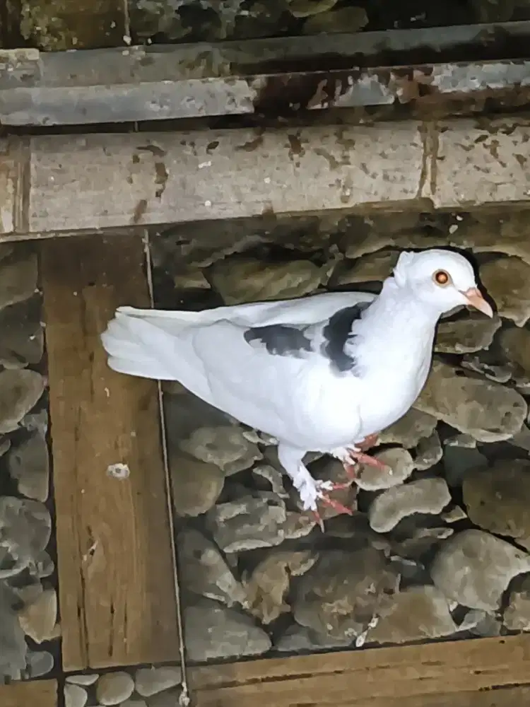 Jual borong indukkan Megan jembros