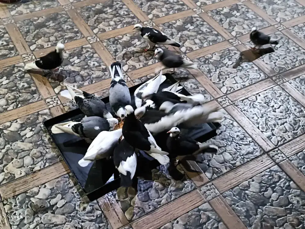 Jual borong  anakkan dewasa Megan jembros. Atau tukar burung love bird
