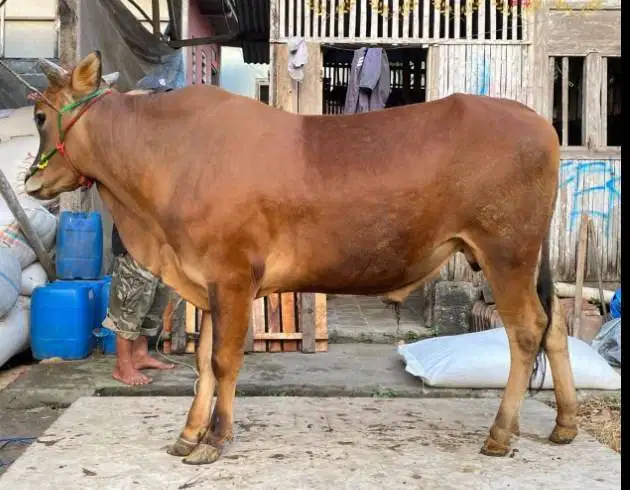sapi jantan 350kiloan 2 tahunan layak sapi kurban 2026 jamin manteb ok