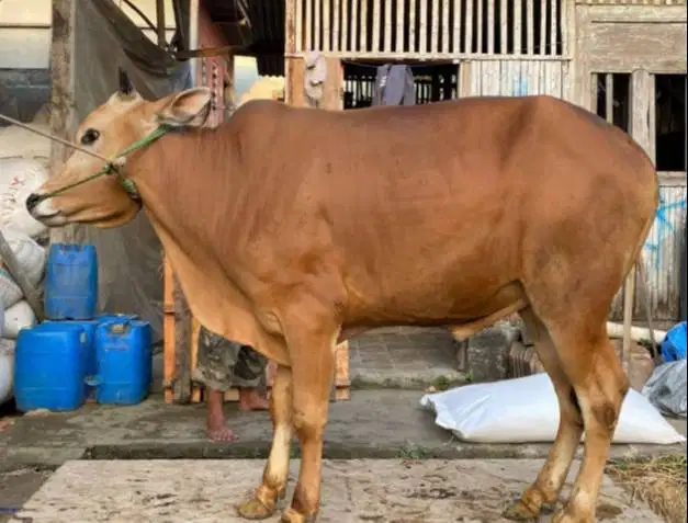 sapi jantan 350kiloan 2 tahunan layak sapi kurban 2026 jamin manteb ok