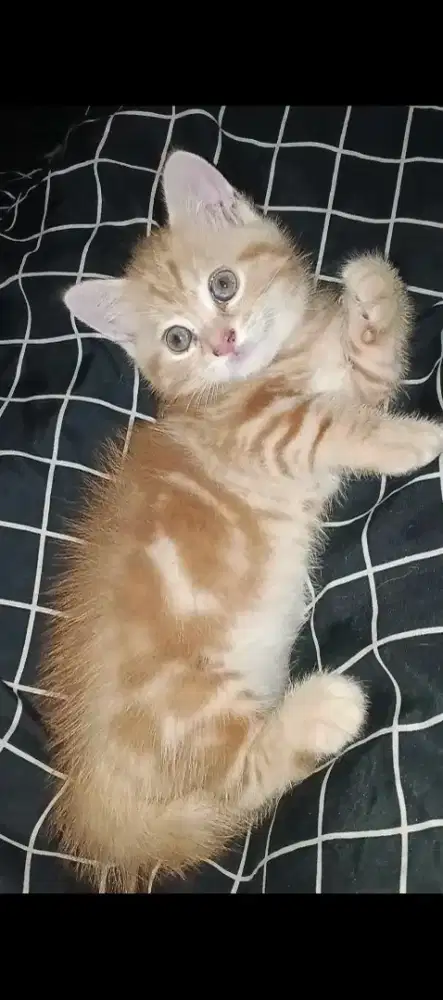 Anak kucing kitten Munchkin mix BSH jantan