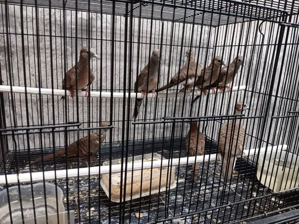 PERKUTUT BANGKOK JANTAN RING PILIHAN SUDAH BUNYI