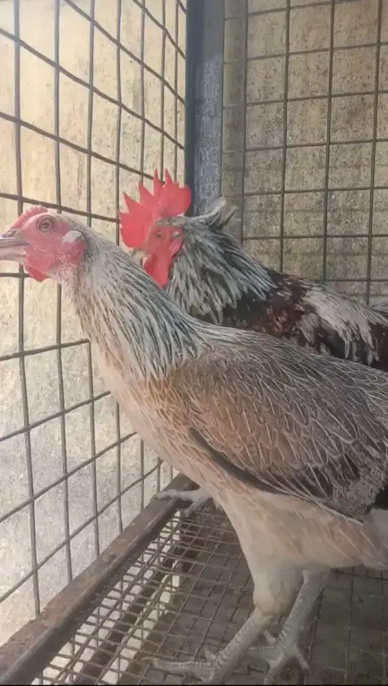 SEPASANG AYAM KETAWA DEWASA