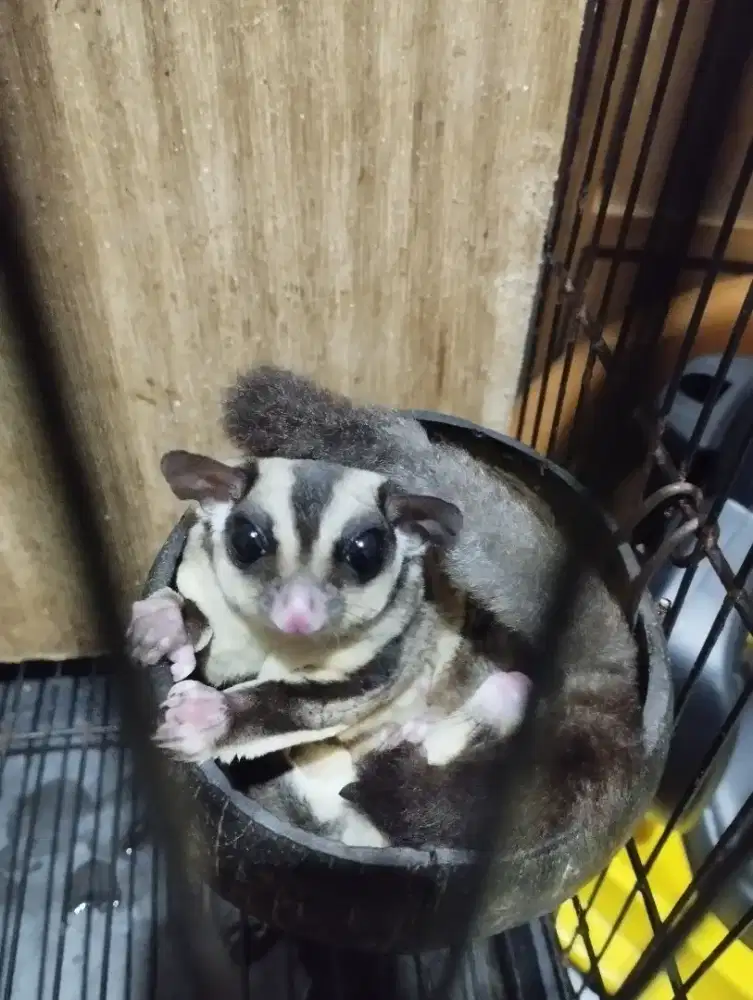 For sale Sugar glider CG & WF start from 200 rebuan.