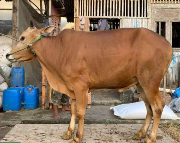 sapi jantan 350kiloan layak sapi qurban murmer ekonomisan jamin manteb