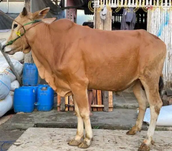 sapi jantan 350kiloan layak sapi qurban murmer ekonomisan jamin manteb