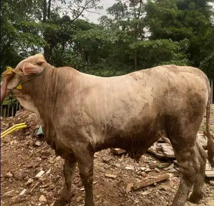 sapi jantan 350kiloan layak sapi qurban murmer ekonomisan jamin manteb