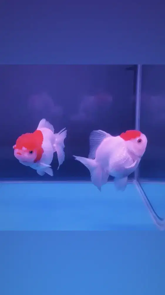 Dijual ikan mas koki red cap sepasang size besar