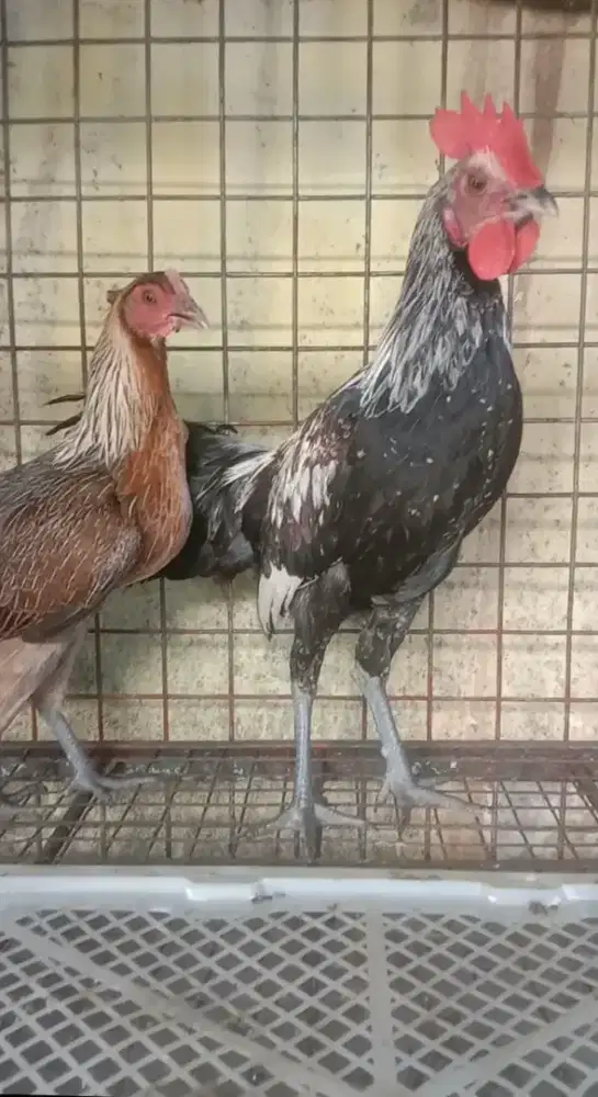 Ayam Ketawa Jalak Sepasang