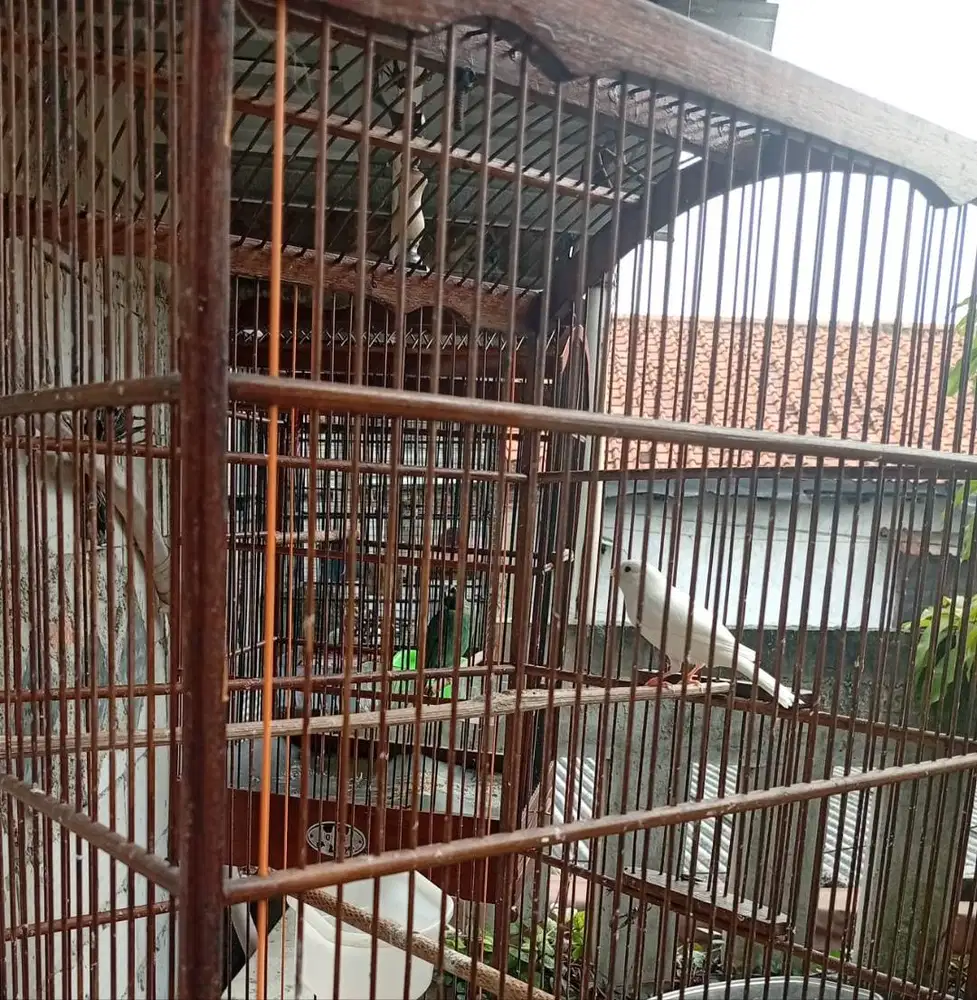 Burung Kicaw Prestasian