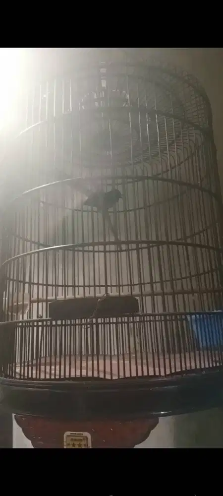 Murai Blacktail Prestasian