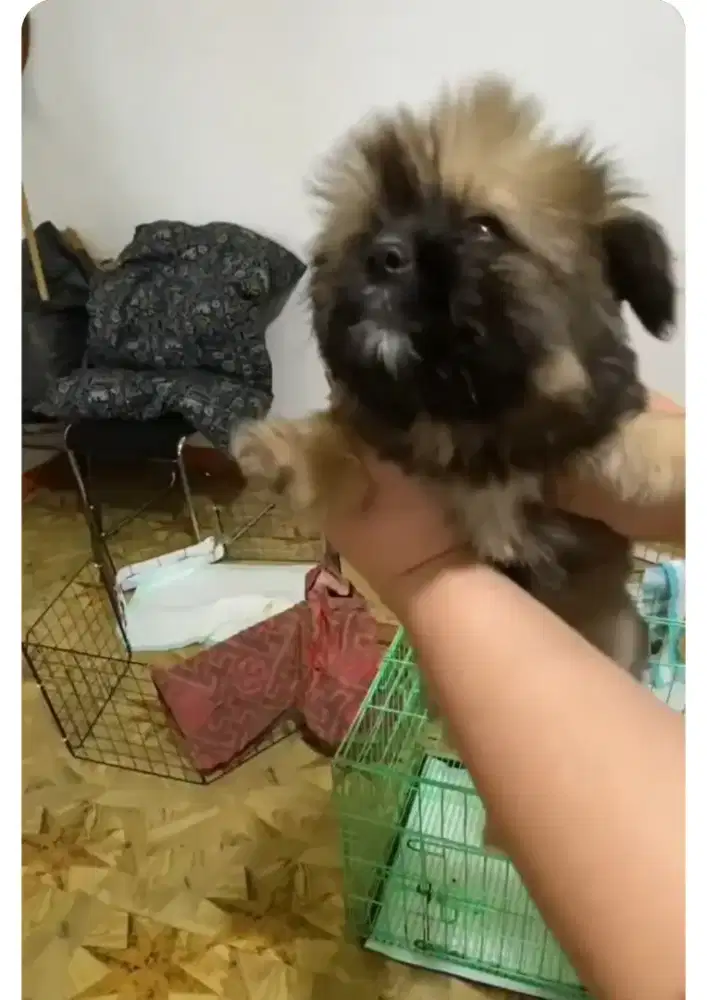 Dijual puppy minipom x shitzu
