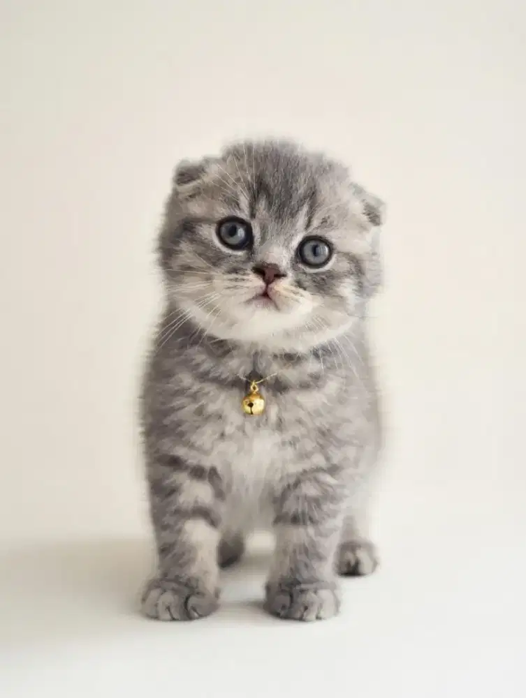 Triple Fold Male Silver tabby Line Import