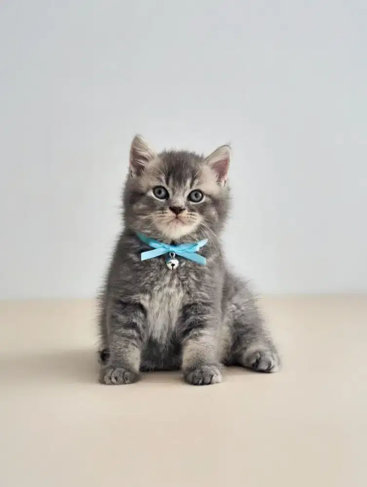 Scottish Straight Male Blue tabby Line Impor