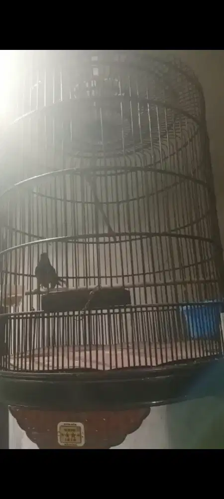 Murai Blacktail Prestasian