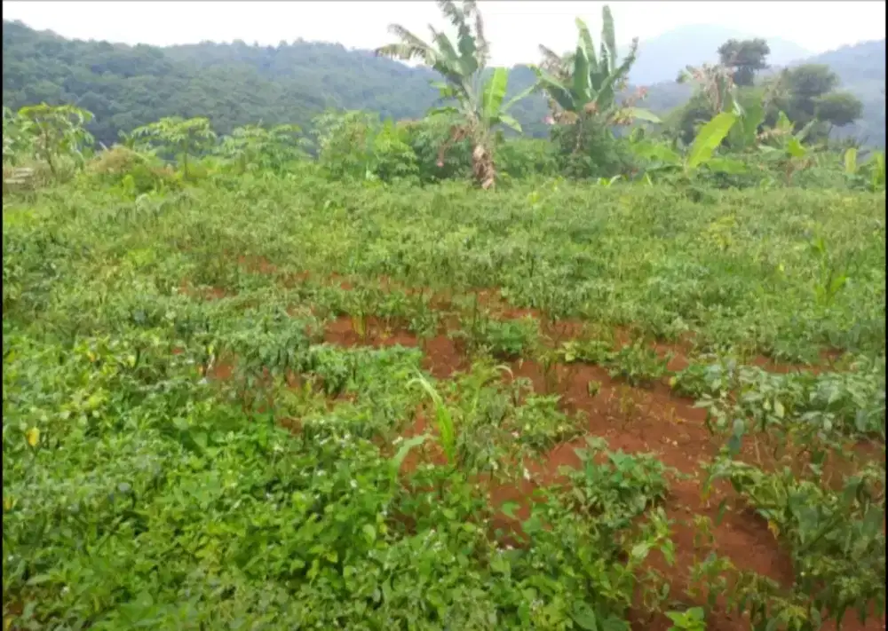 Jual Tanah Perbukitan 4,5 Ha di Mande Cianjur