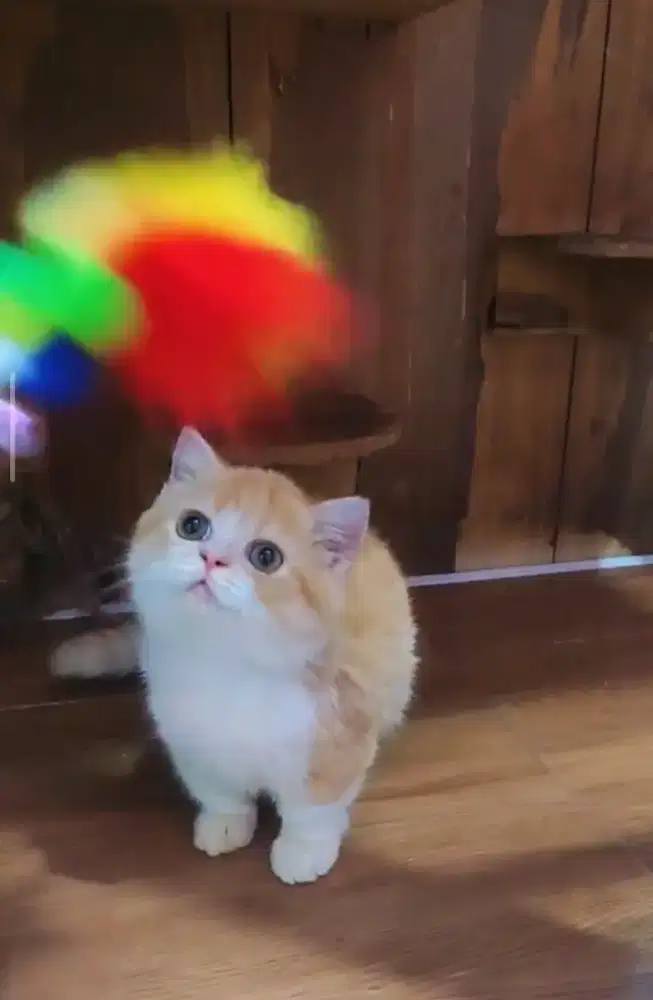 Kucing kitten munchkin red bicolor jantan