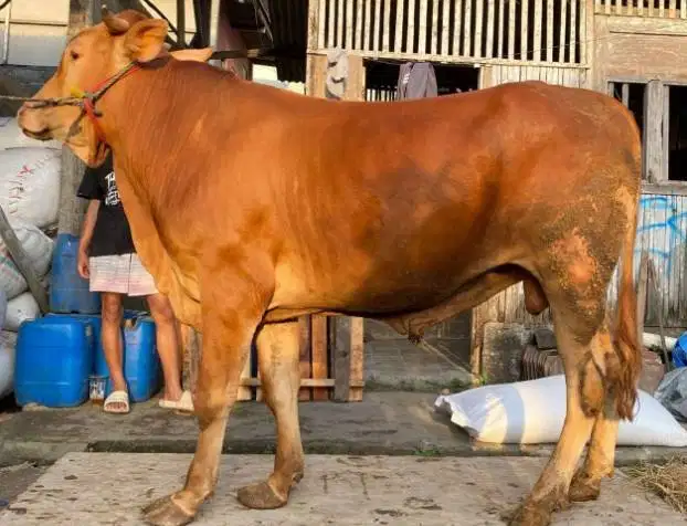 sapi jantan 350kiloan layak hewan sapi kurban murmer jamin manteb puas