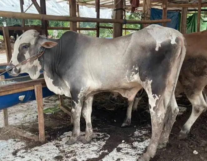 sapi jantan 350kiloan layak hewan sapi kurban murmer jamin manteb puas