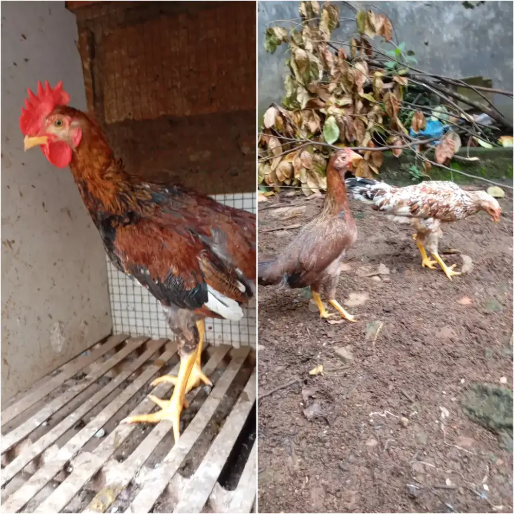 Ayam kampung gemuk gemuk