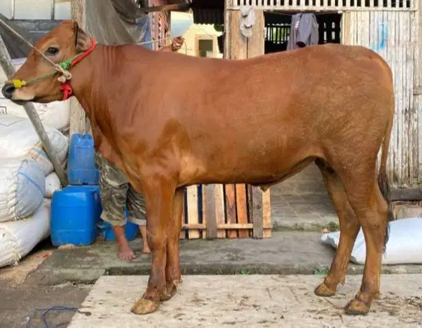 sapi jantan 350kiloan ekonomisan layak hewan kurban 2026 murmer manteb