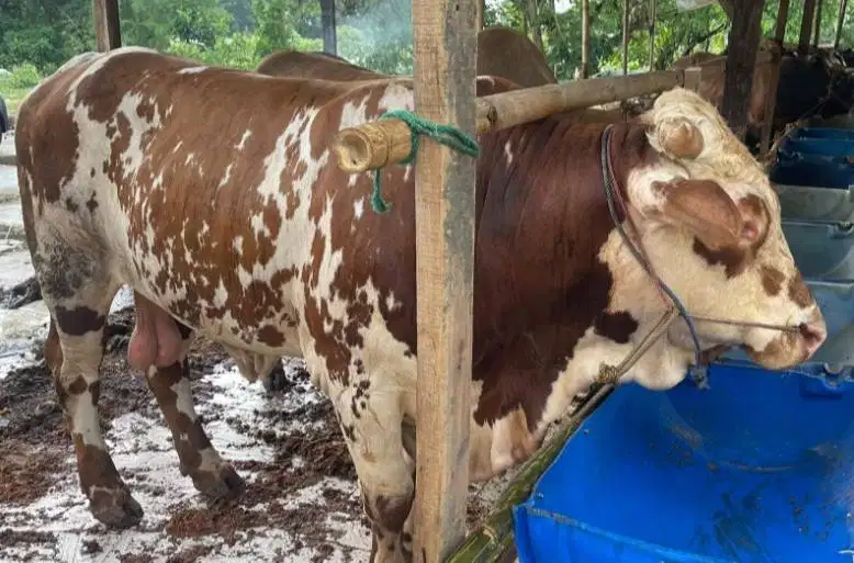 sapi jantan 350kiloan ekonomisan layak hewan kurban 2026 murmer manteb