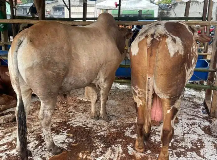 sapi jantan 350kiloan siap sapi qurban 2026 rawatan jamin manteb puas