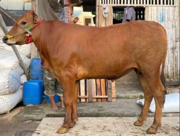 sapi jantan 350kiloan siap sapi qurban 2026 rawatan jamin manteb puas
