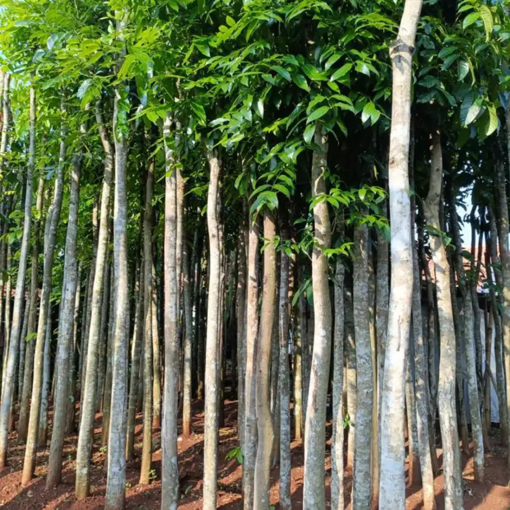 Jual pohon mahoni pohon ukuran tinggi 2-3 meter