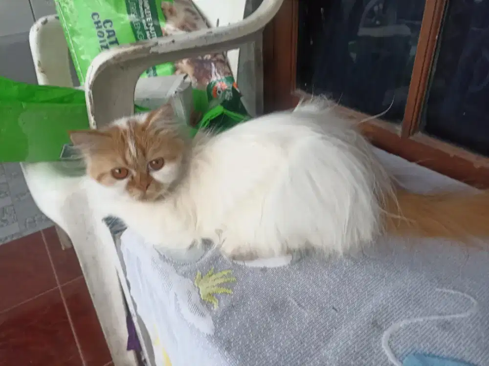 Flatnose longhair betina