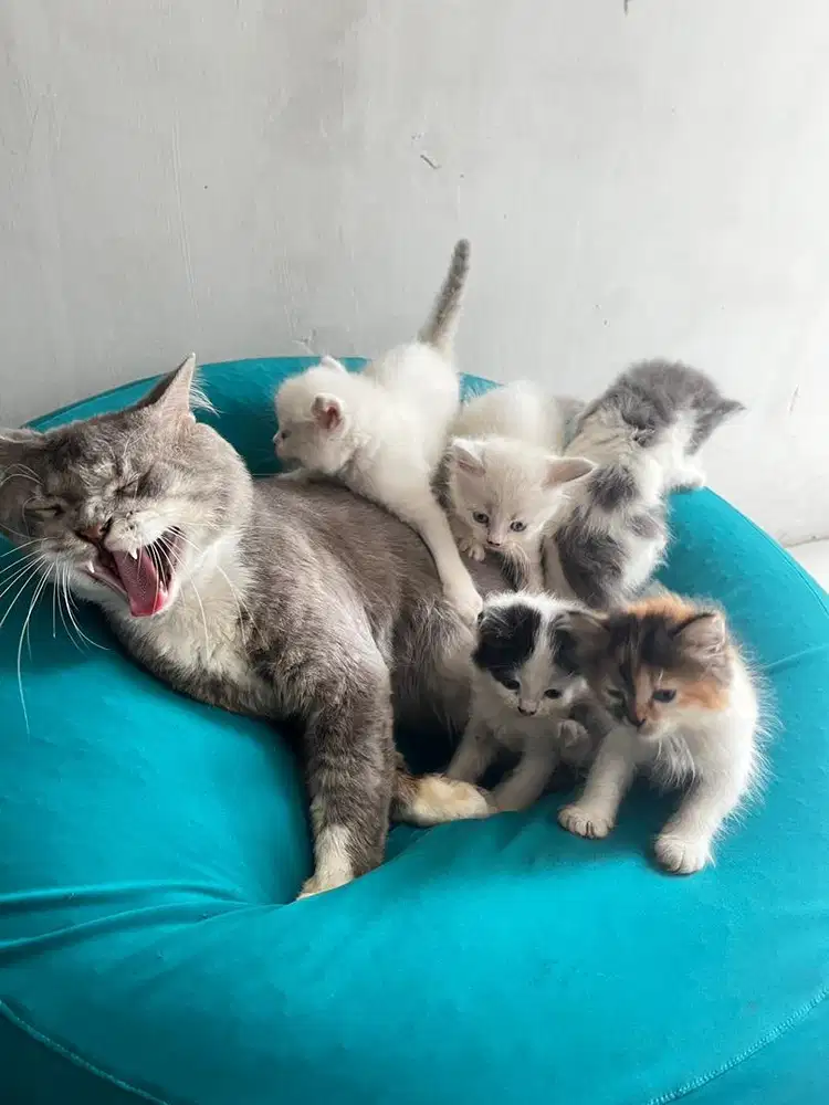 Keluarga kucing open adopt