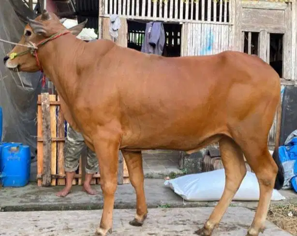 sapi jantan 350kiloan siap sapi kurban 2026 ekonomisan jamin puas top