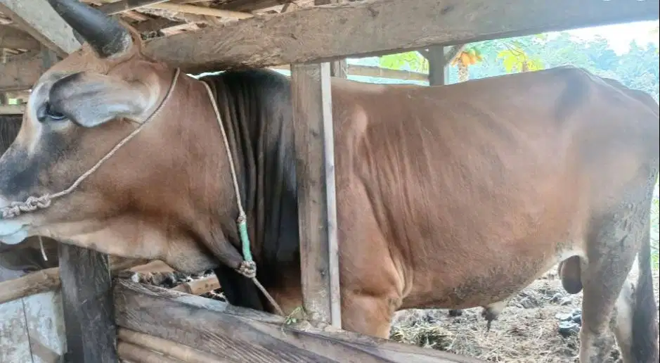 sapi jantan 350kiloan siap sapi kurban 2026 ekonomisan jamin puas top