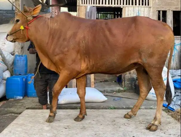sapi jantan 350kiloan siap sapi kurban 2026 ekonomisan jamin puas top